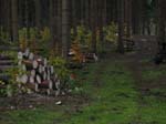 DEULA RD (28)