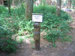 schulwald 05  24