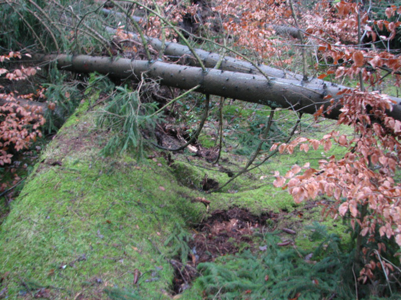 sturm2013_19