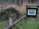 sturm2013_11