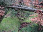 sturm2013_19