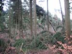 sturm2013_35
