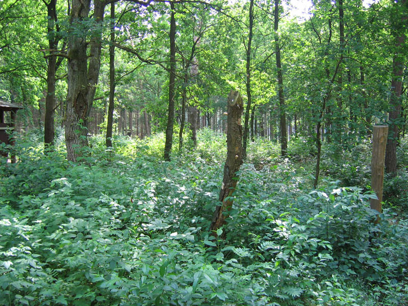 schulwald 05  27