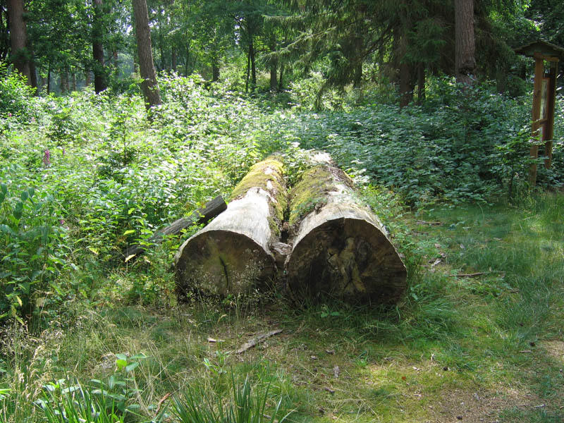 schulwald 05  34