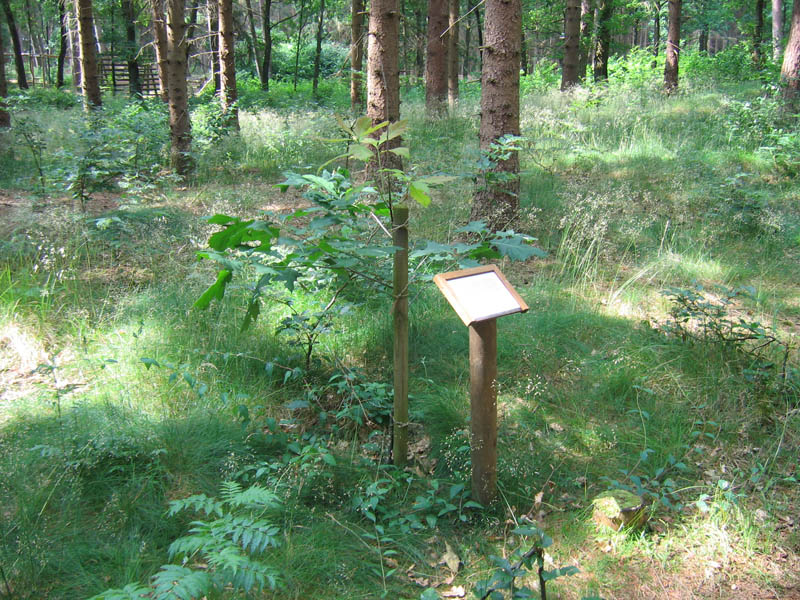 schulwald 05  49