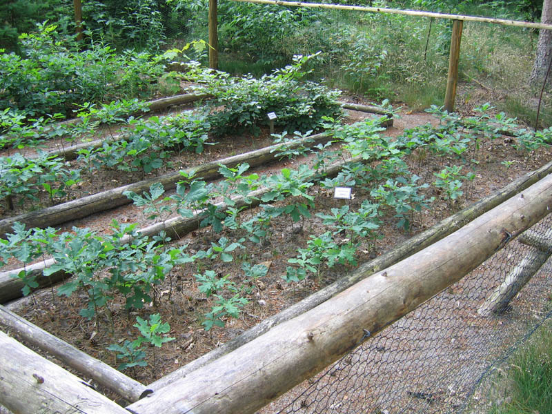 schulwald 05  52