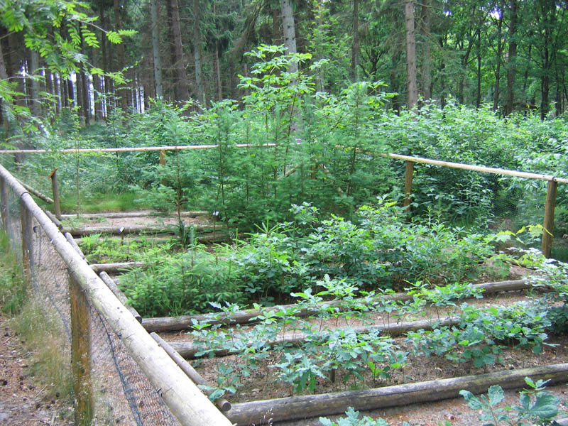 schulwald 05  53