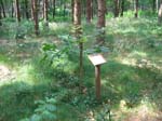 schulwald 05  49