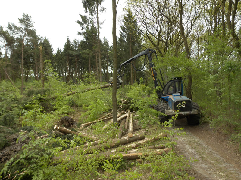 Holzernte Mai 2014 06
