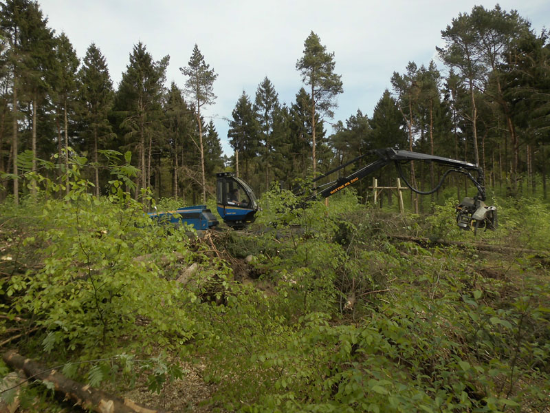 Holzernte Mai 2014 08