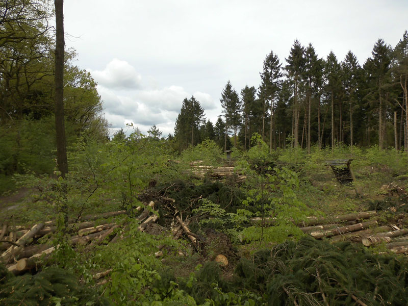 Holzernte Mai 2014 11