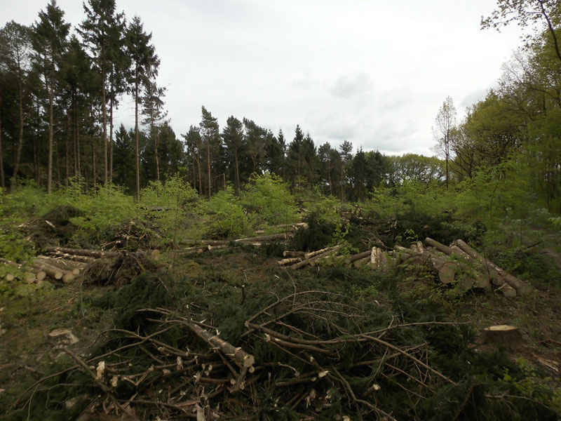 Holzernte Mai 2014 12
