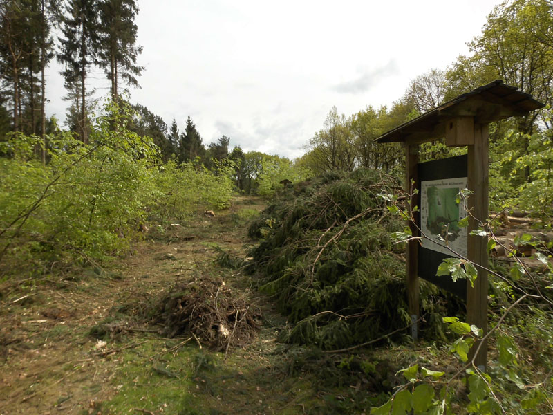 Holzernte Mai 2014 15