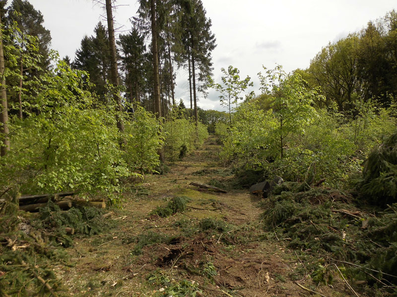 Holzernte Mai 2014 16