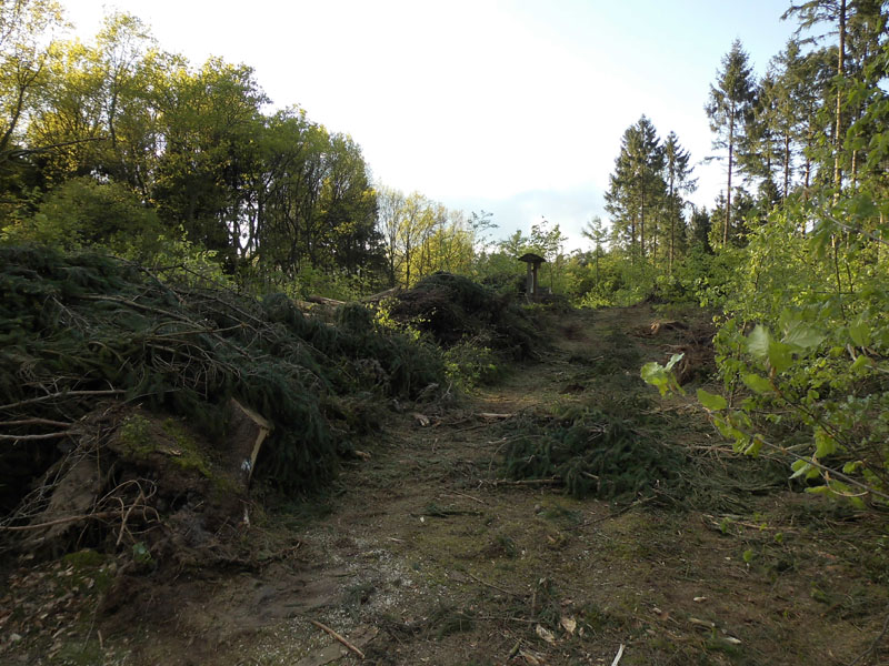 Holzernte Mai 2014 20