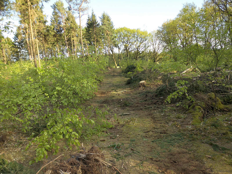 Holzernte Mai 2014 21