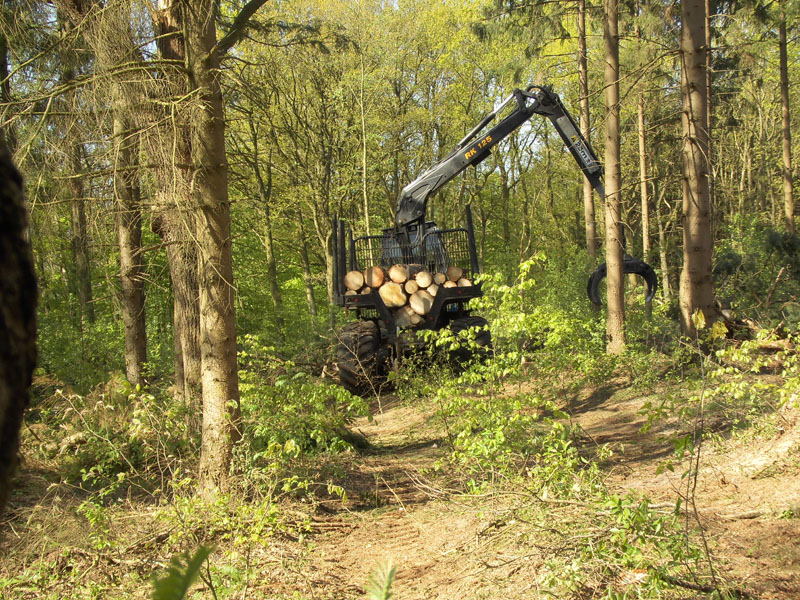 Holzernte Mai 2014 36