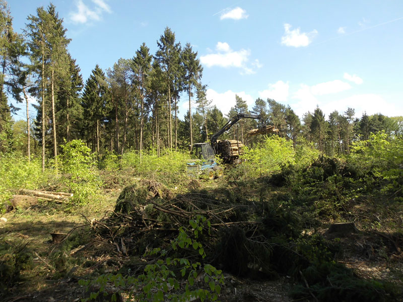 Holzernte Mai 2014 39