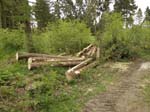Holzernte Mai 2014 03