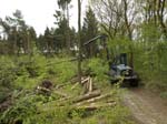 Holzernte Mai 2014 06