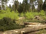 Holzernte Mai 2014 07