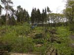 Holzernte Mai 2014 10