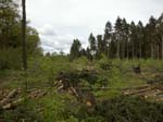 Holzernte Mai 2014 11