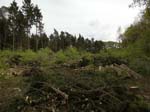 Holzernte Mai 2014 12