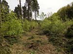 Holzernte Mai 2014 16