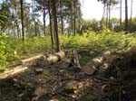 Holzernte Mai 2014 19
