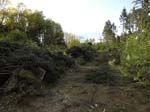 Holzernte Mai 2014 20