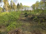 Holzernte Mai 2014 21