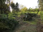 Holzernte Mai 2014 23