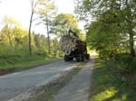 Holzernte Mai 2014 26