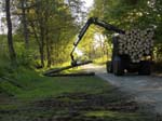 Holzernte Mai 2014 29