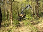 Holzernte Mai 2014 36